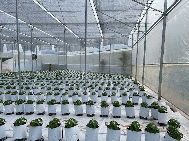 Series Tương Ớt Habanero #002