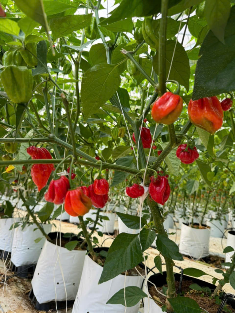 Series Tương Ớt Habanero #003