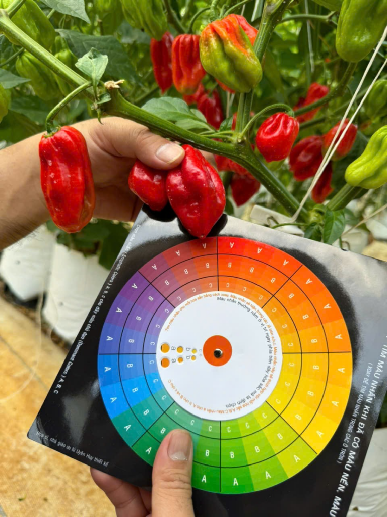 Series Tương Ớt Habanero #004